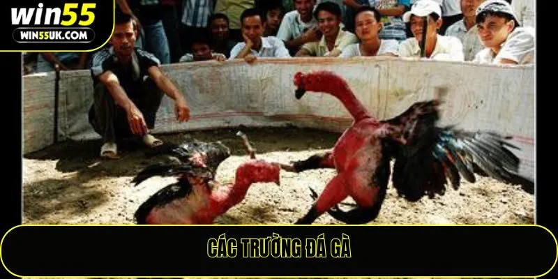 Các Trường Đá Gà