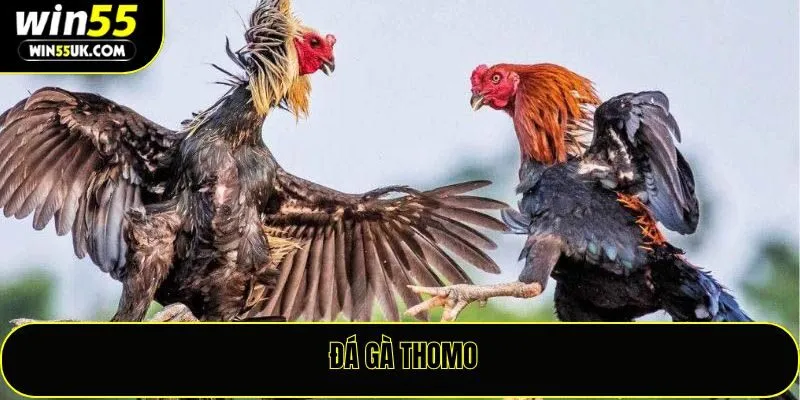Đá Gà Thomo